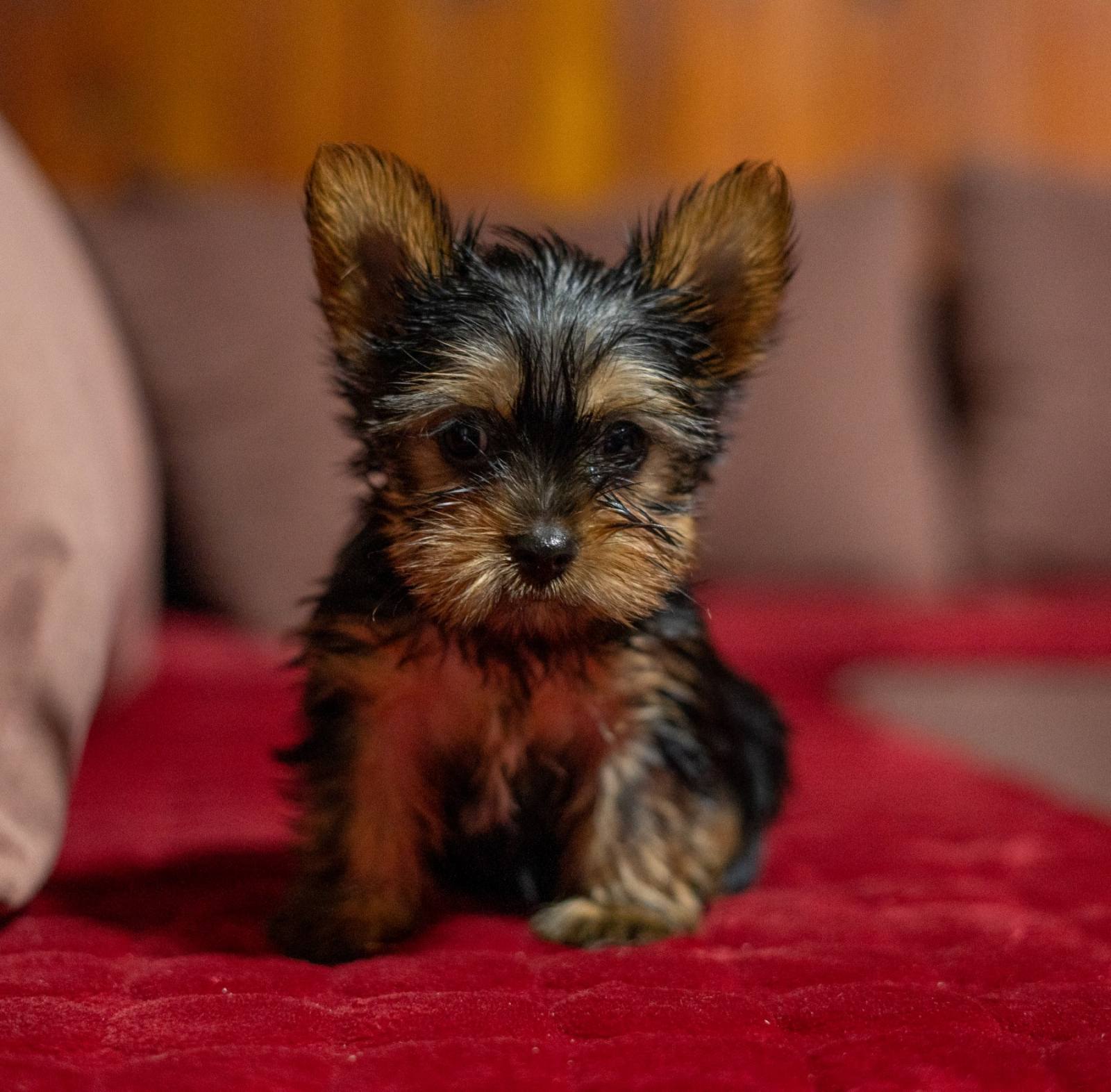 Yorkshire terrier puppies