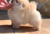 Beautiful cream Pomeranian male available