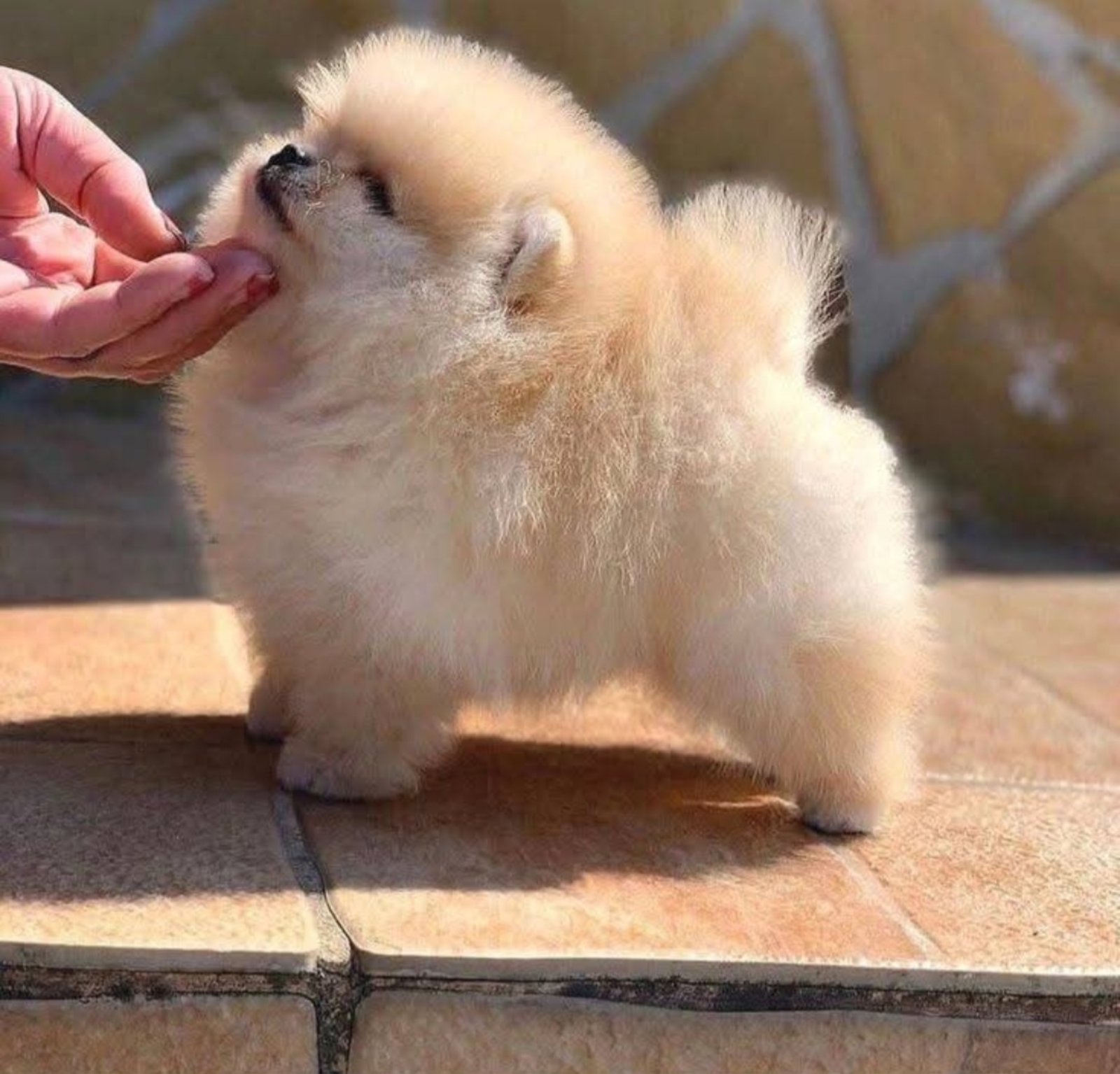 Beautiful cream Pomeranian male available