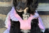 Girl black poodle——