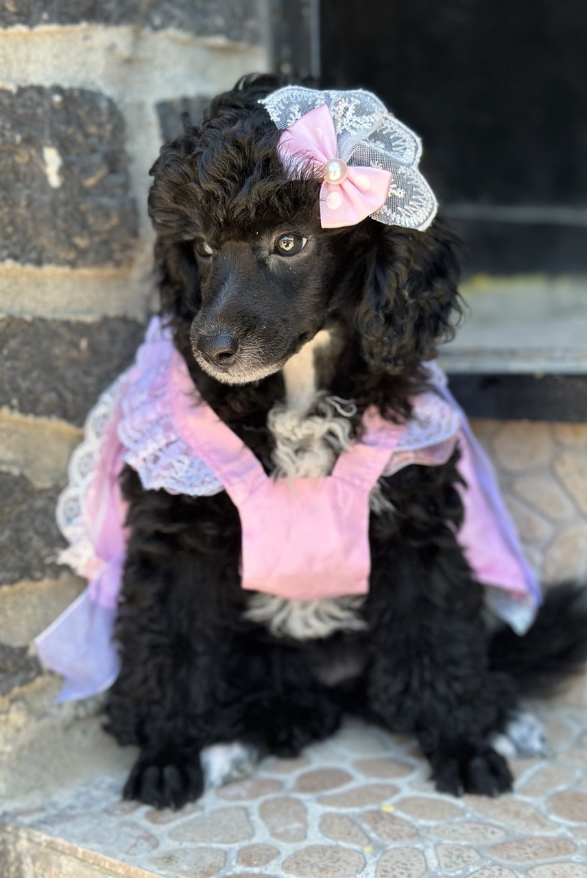 Girl black poodle——
