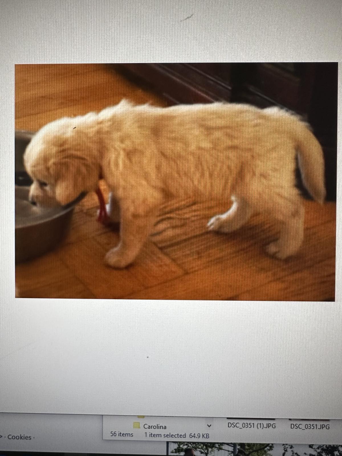 Golden Sanitacteamday