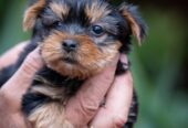 Yorkshire terrier puppies