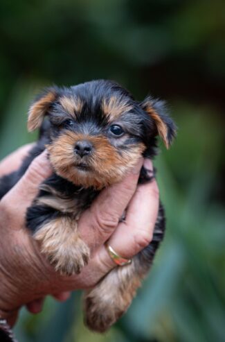 Yorkshire terrier puppies