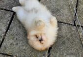 Beautiful cream Pomeranian male available