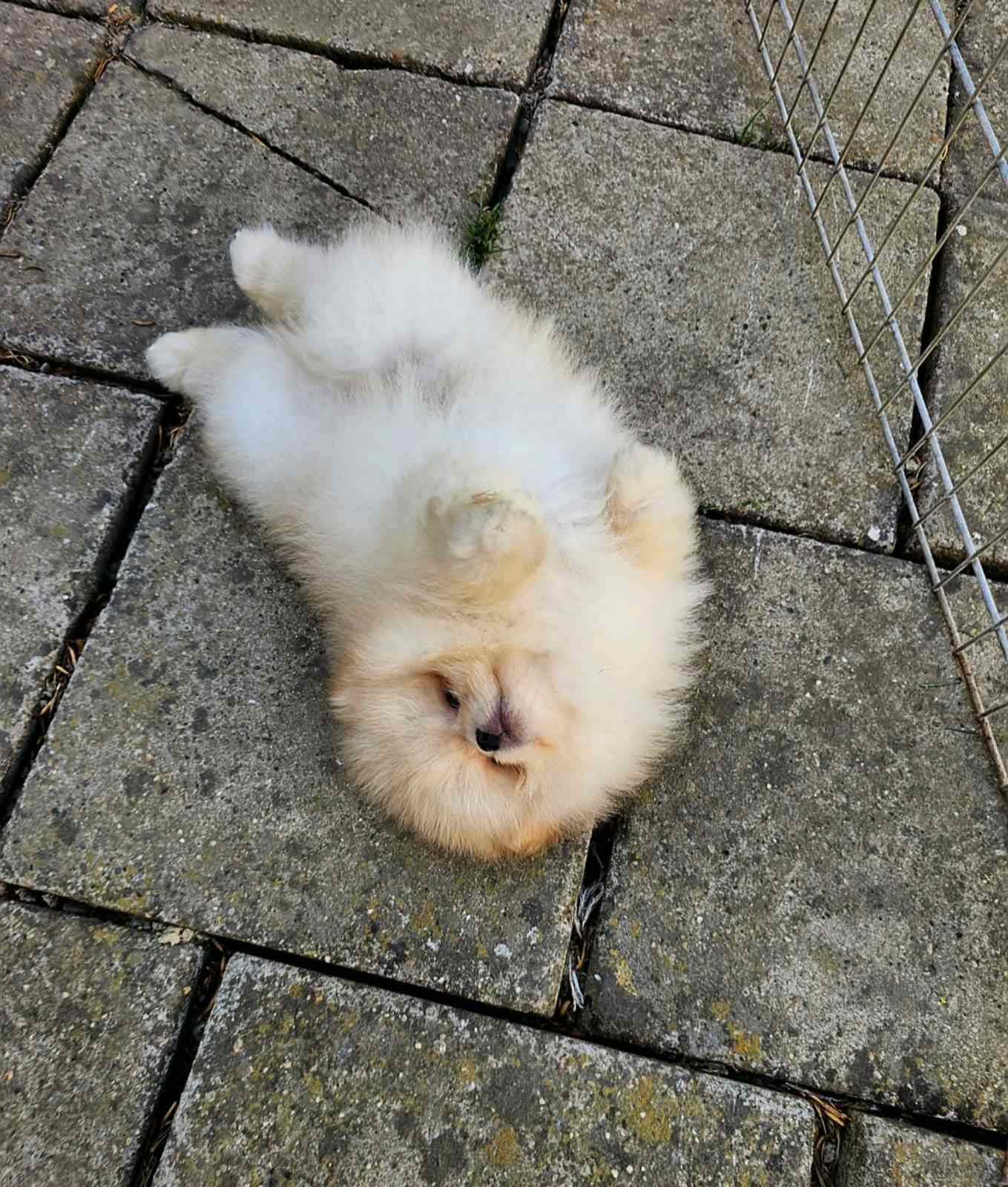 Beautiful cream Pomeranian male available