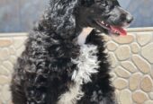 Girl black poodle——