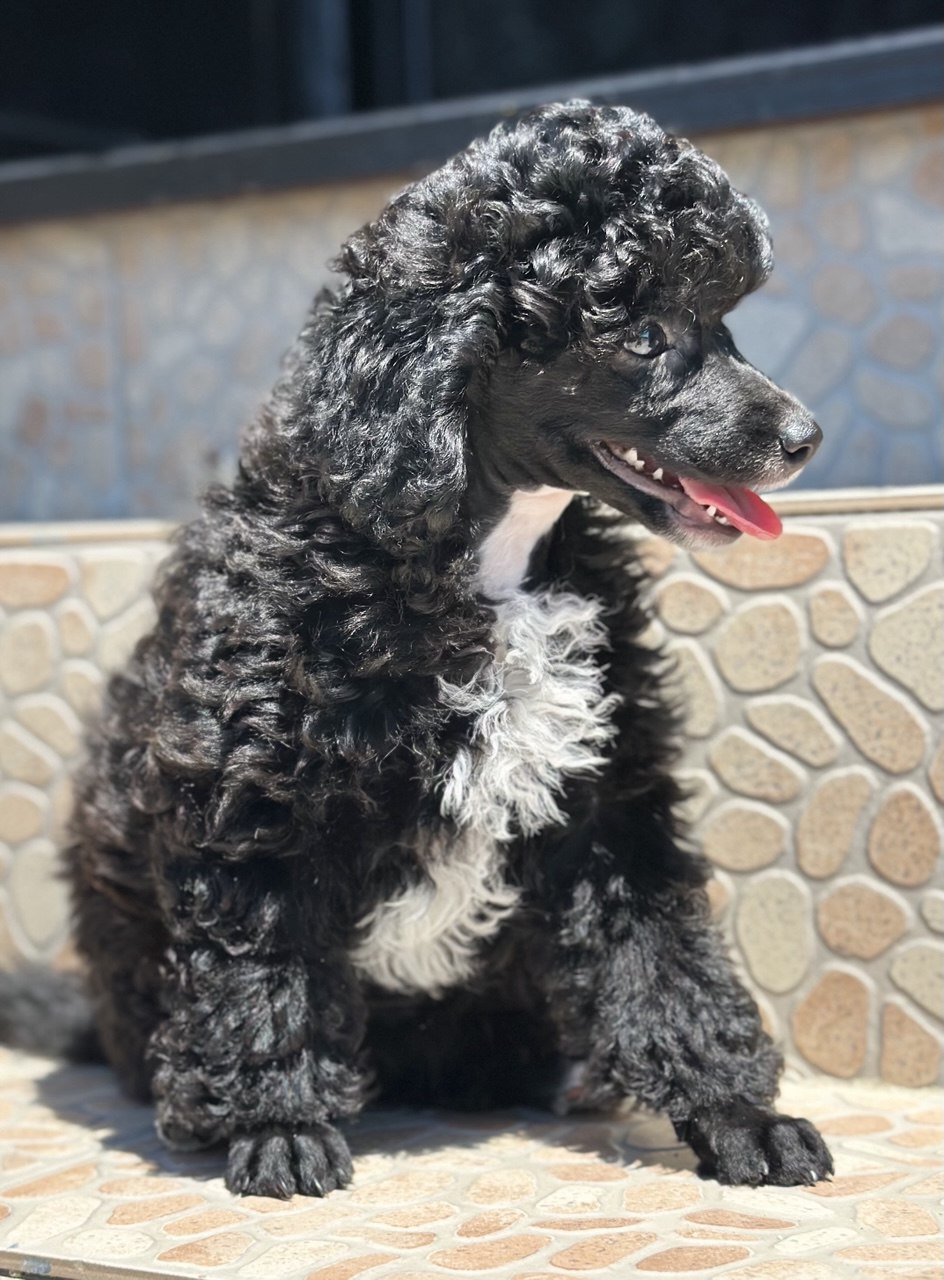 Girl black poodle——