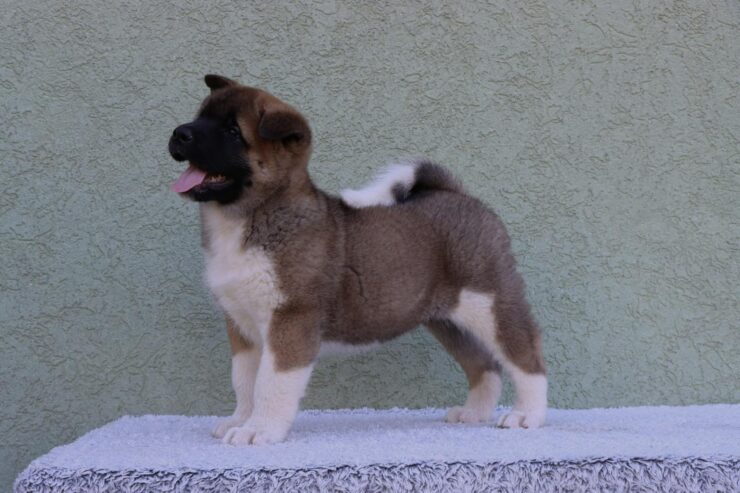 American Akita