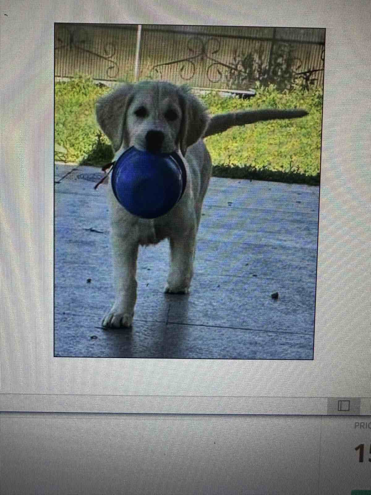 Golden Sanitacteamday