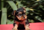 Yorkshire terrier puppies