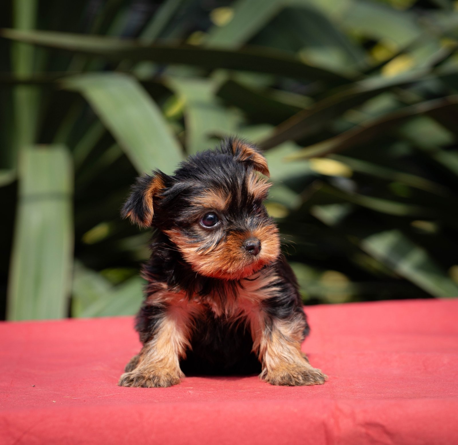 Yorkshire terrier puppies