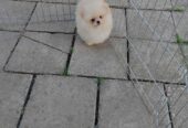 Beautiful cream Pomeranian male available