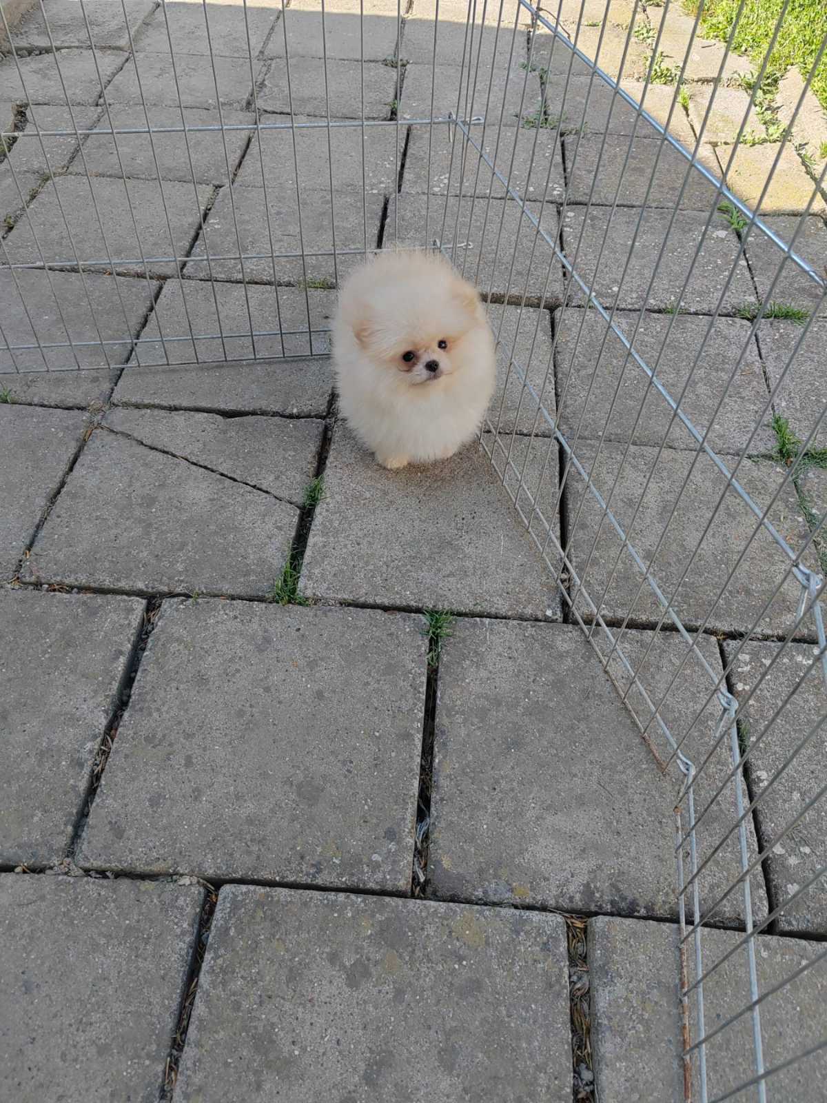 Beautiful cream Pomeranian male available
