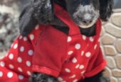 Girl black poodle——