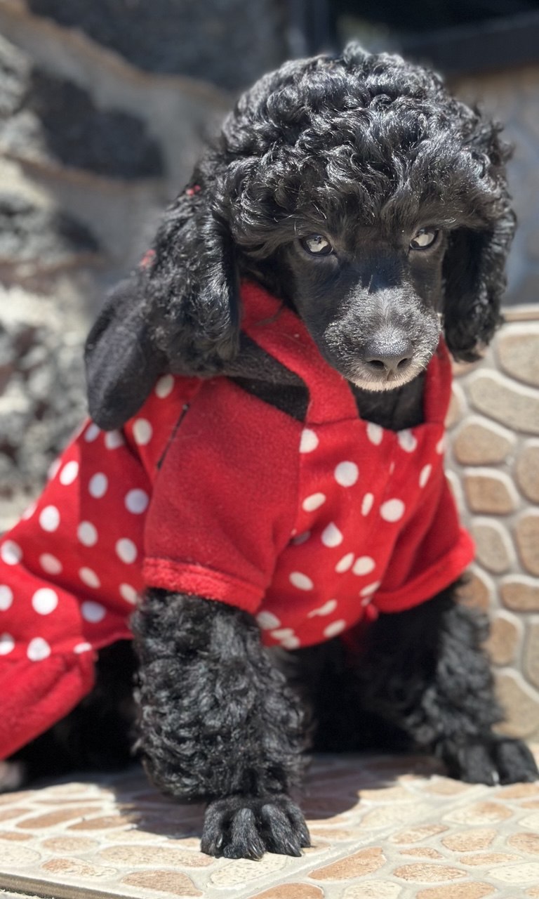 Girl black poodle——