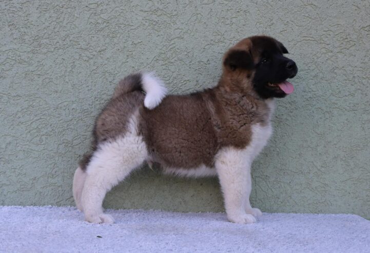 American Akita