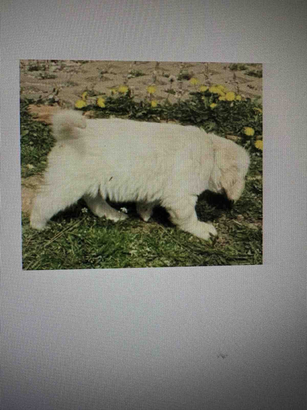 Golden Sanitacteamday