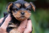 Yorkshire terrier puppies