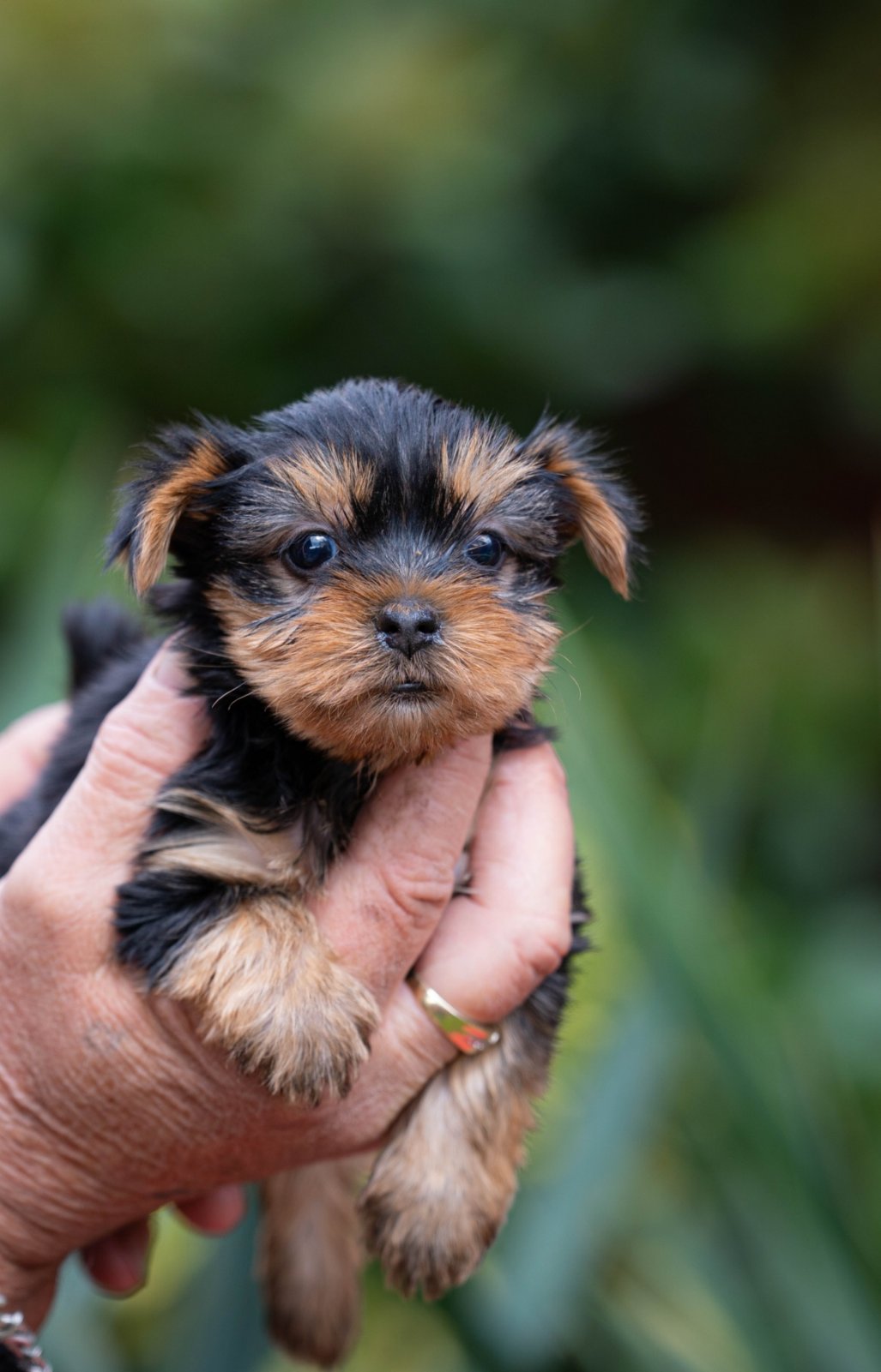 Yorkshire terrier puppies