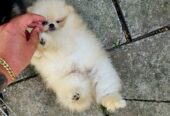 Beautiful cream Pomeranian male available