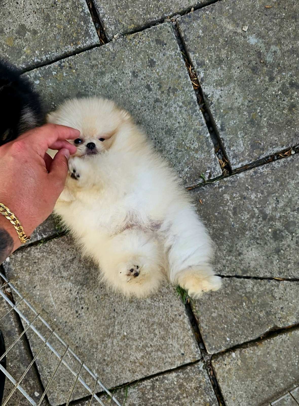 Beautiful cream Pomeranian male available