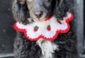 Girl black poodle——