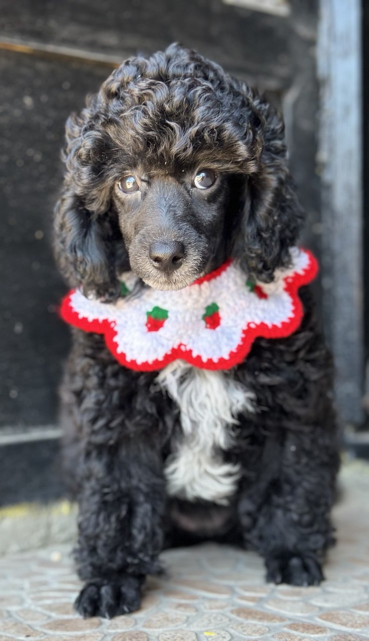 Girl black poodle——