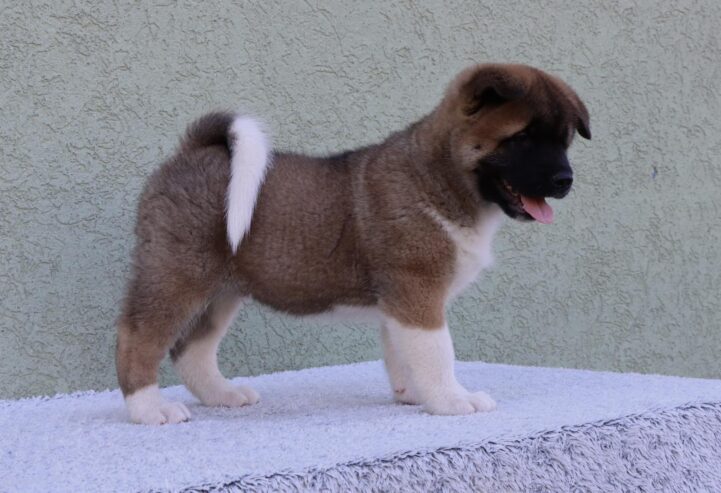 American Akita