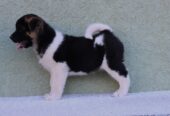 American Akita