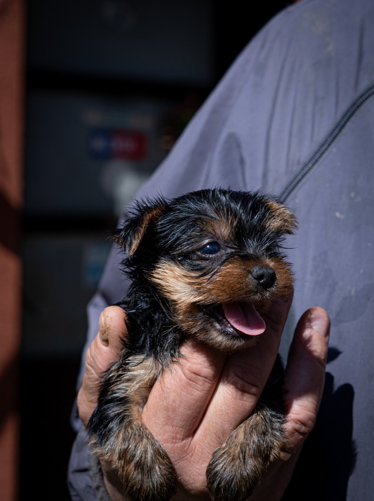 Yorkshire terrier puppies