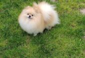 Beautiful cream Pomeranian male available
