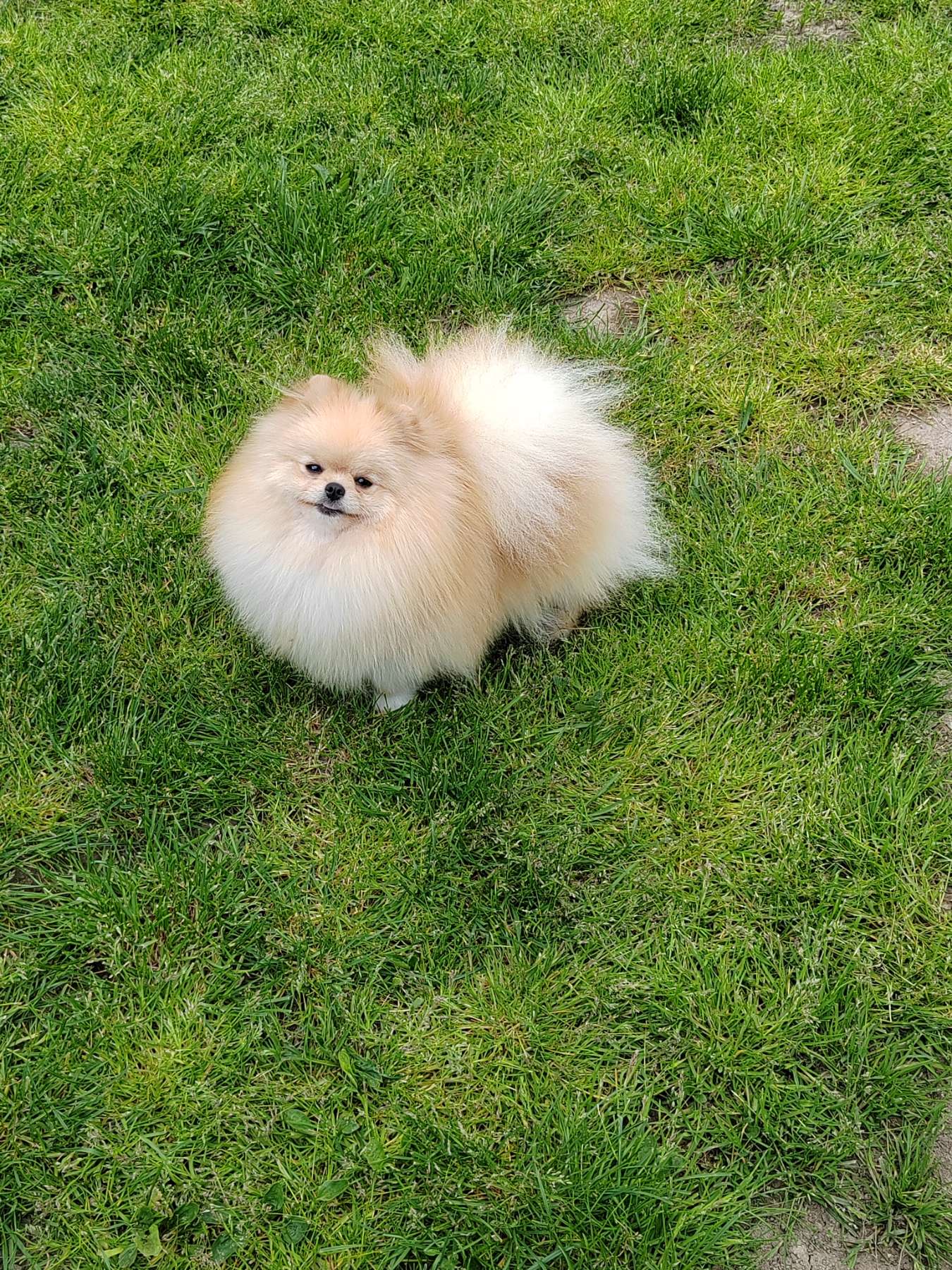 Beautiful cream Pomeranian male available