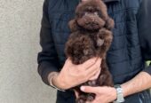 Girl black poodle——
