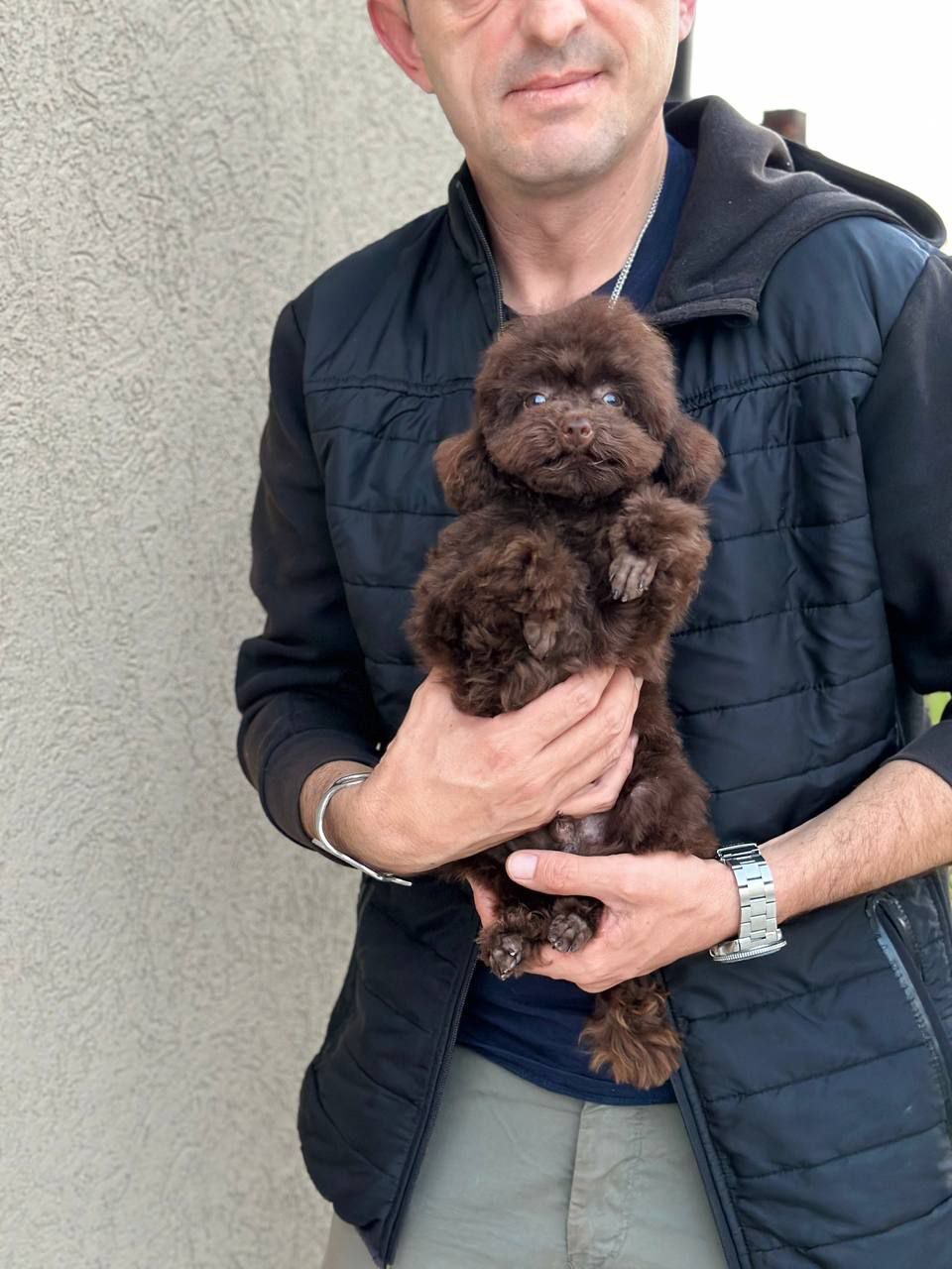 Girl black poodle——