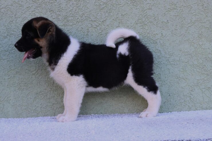 American Akita