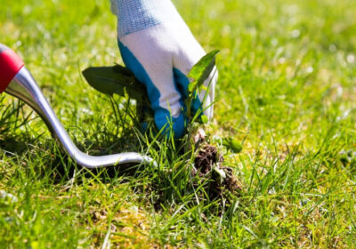 How-to-control-weeds-in-your-lawn