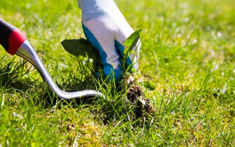 Lush, Healthy Lawns Start Here – Discover Green Drop Lawns in Winnipeg