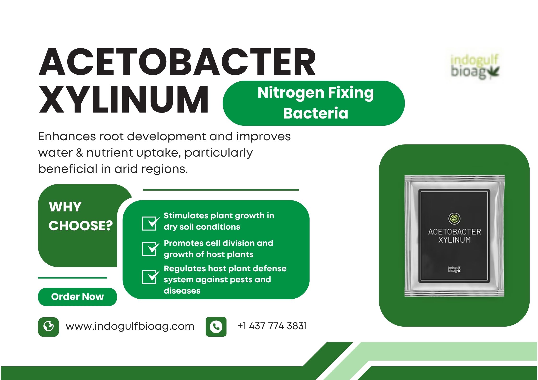 Bulk Supply of Acetobacter xylinum – Ideal for Agricultural Use
