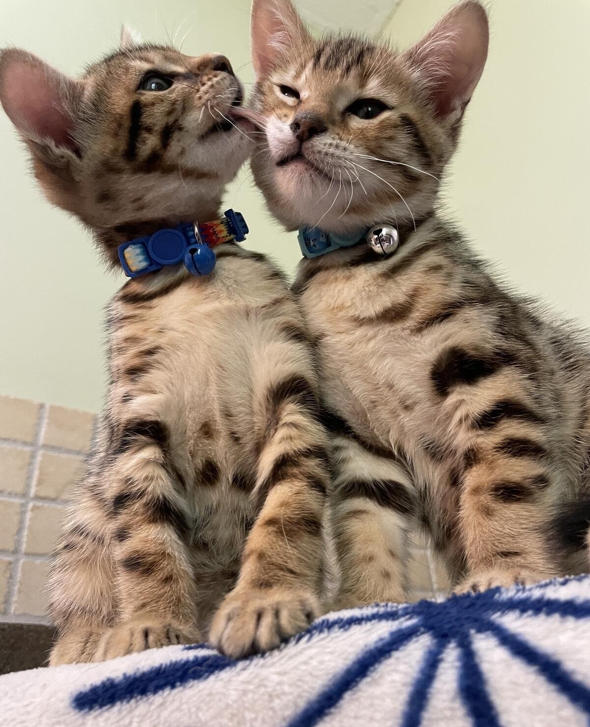 Cute Bengals kittens