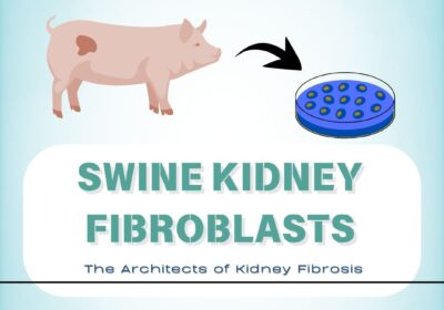 Swine-Kidney-Fibroblasts-Kosheeka