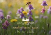 Grasslands Colorado