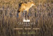 Grasslands Colorado