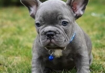 french-bulldog-puppy-picture-fca7b943-ffed-4660-9759-91ad1fd08ce5