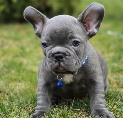 French bulldog puppies