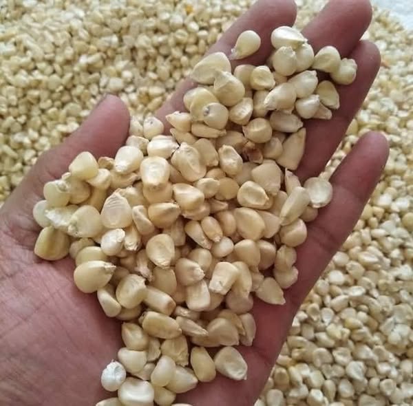 BUY IN BULK REFINE SUNFLOWER OIL , CASHEW NUTS SESAME SEEDS , USED COOKING OIL , COFFEE BEANS , SOYABEANS , SOYABEANS OIL , MAIZE,BEANS ETC Whatsapp +255769293122