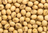 BUY IN BULK REFINE SUNFLOWER OIL , CASHEW NUTS SESAME SEEDS , USED COOKING OIL , COFFEE BEANS , SOYABEANS , SOYABEANS OIL , MAIZE,BEANS ETC Whatsapp +255769293122