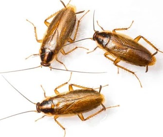 Roach-Control-in-Raritan-NJ