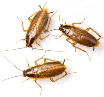 Expert Roach Control in Raritan, NJ – Safe & Effective Solutions