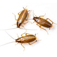 Roach-Prevention-in-Somerset-County-NJ